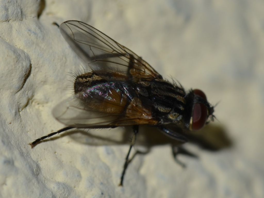 Muscidae?